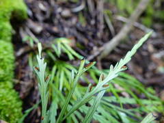 Asplenium flaccidum flaccidum