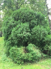 Platycladus orientalis