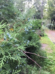 Platycladus orientalis