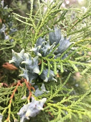 Platycladus orientalis