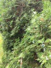 Platycladus orientalis