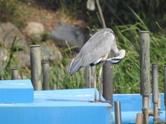 Ardea cinerea