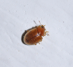 Rhyzobius litura