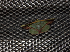 Fascellina plagiata