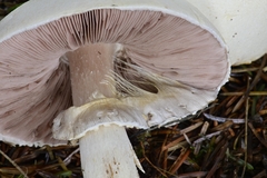 Agaricus smithianus