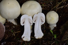 Agaricus smithianus