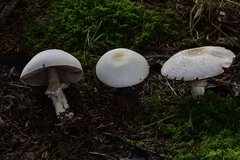 Agaricus smithianus