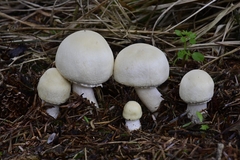 Agaricus smithianus