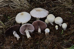 Agaricus smithianus