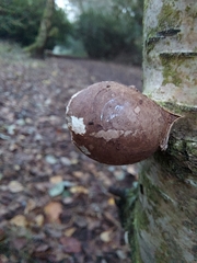 Fomitopsis betulina