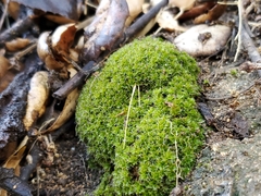 Syntrichia virescens
