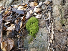 Syntrichia virescens