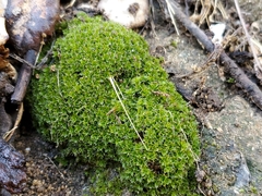 Syntrichia virescens