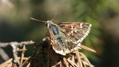 Muschampia proto