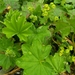 Shining Lady's-Mantle - Photo (c) Natalya, some rights reserved (CC BY), uploaded by Natalya