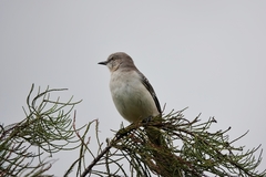 Mimus polyglottos image