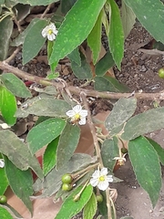 Fragaria vesca