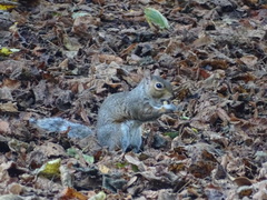 Sciurus carolinensis