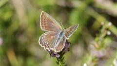 Polyommatus daphnis