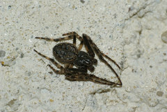 Nuctenea umbratica