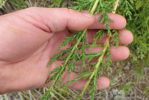 Citriodora Monterey Cypress seedling