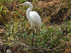 Ardea alba modesta