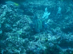 Pseudobalistes naufragium