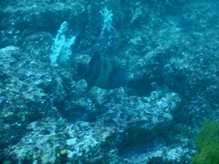 Pseudobalistes naufragium