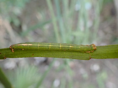 Pseudocoremia melinata