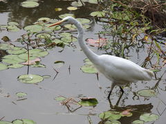 Ardea alba modesta
