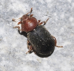 Tetrabrachys cordatus