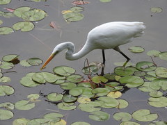 Ardea alba modesta