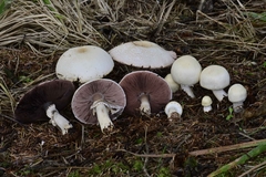 Agaricus smithianus