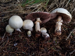 Agaricus smithianus