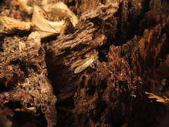 Otiocerus coquebertii