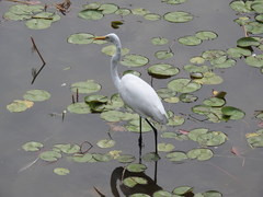 Ardea alba modesta