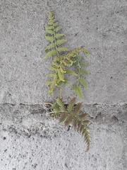 Deparia petersenii