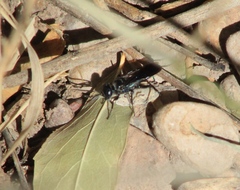 Dryudella caerulea