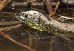 Crocodile Tegu photo 1