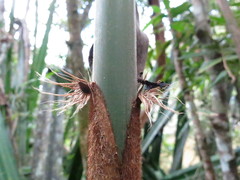 Decaryochloa diadelpha