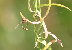 Dioprosopa clavata