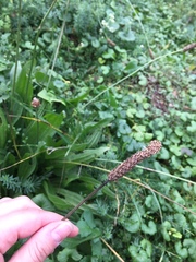 Plantago lanceolata