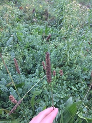 Plantago lanceolata
