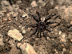 Aliatypus