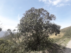 Tournefortia fuliginosa