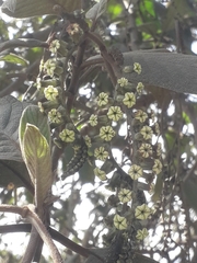 Tournefortia fuliginosa