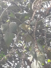 Tournefortia fuliginosa