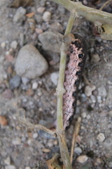 Proserpinus terlooii