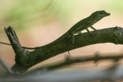 Anolis richardii