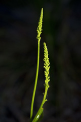 Microtis unifolia